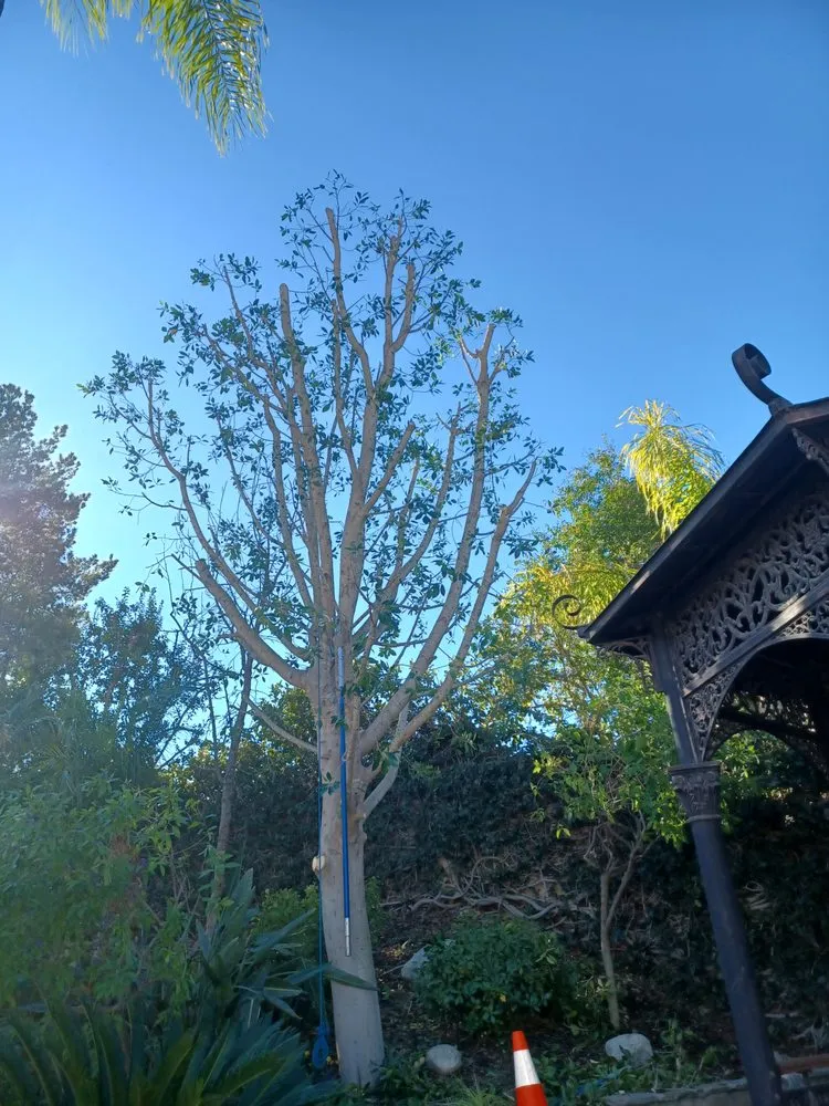 Local garden landscaping for outdoor upgrades in Moorpark, CA by Benjis trees &thing's