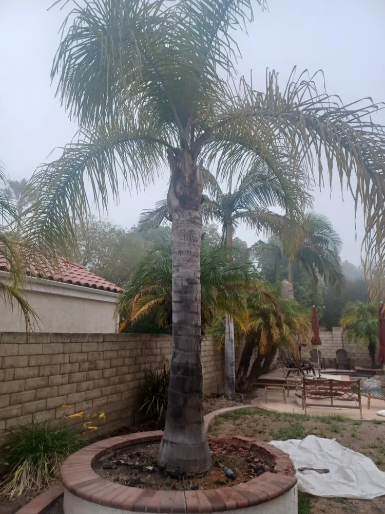 Top-rated landscape installation in Moorpark, CA by Benjis trees &thing's