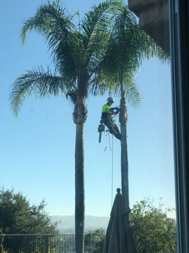 Professional outdoor landscaping for year-round maintenance across Moorpark, CA - Benjis trees &thing's