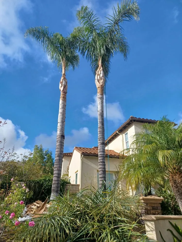 Professional yard maintenance for year-round maintenance in Moorpark, CA by Benjis trees &thing's