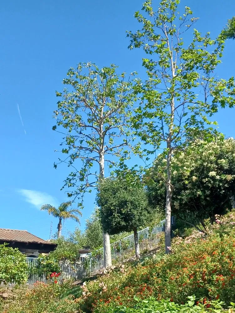 Trusted residential landscaping experts serving Moorpark, CA - Benjis trees &thing's