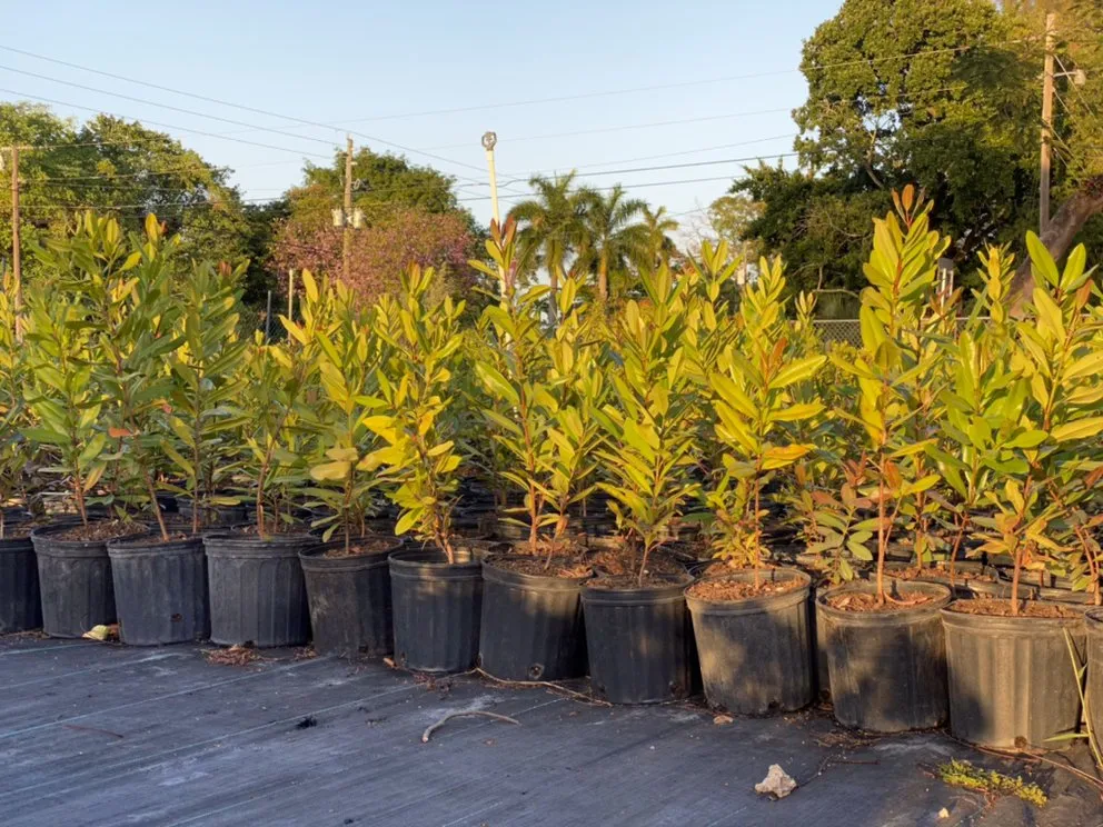 Custom lawn care service for residential properties in Miami, FL by Benmarqz Nursery and Landscaping