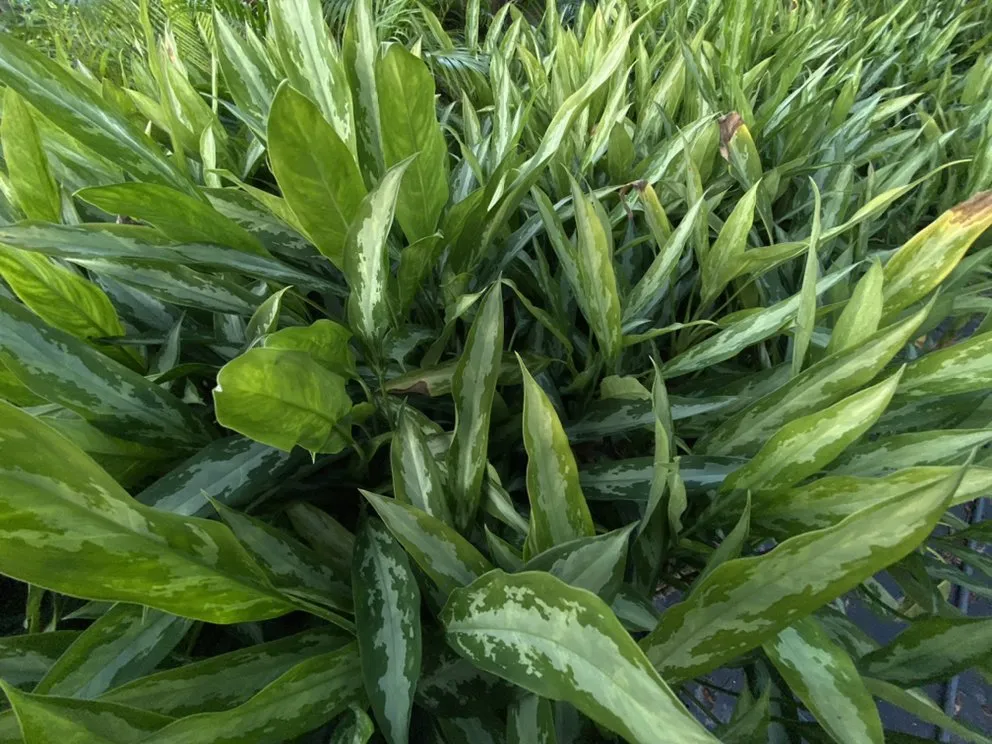 Custom yard maintenance experts serving Miami, FL - Benmarqz Nursery and Landscaping