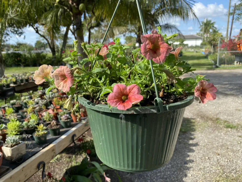 Reliable landscaping services experts serving Miami, FL - Benmarqz Nursery and Landscaping