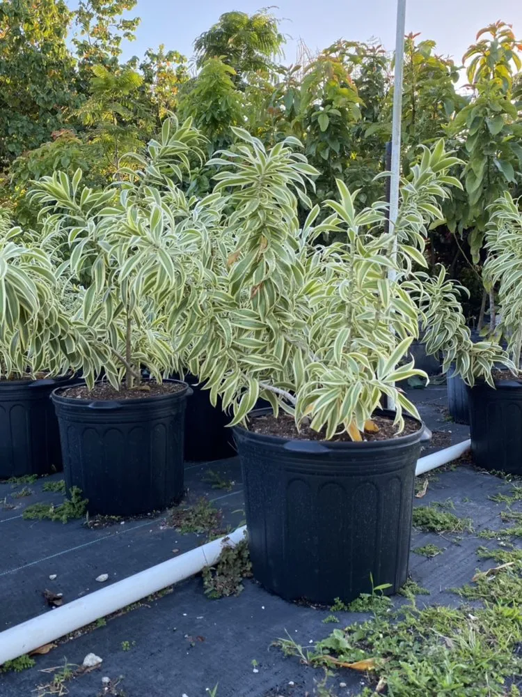 Top-rated landscape design experts serving Miami, FL - Benmarqz Nursery and Landscaping