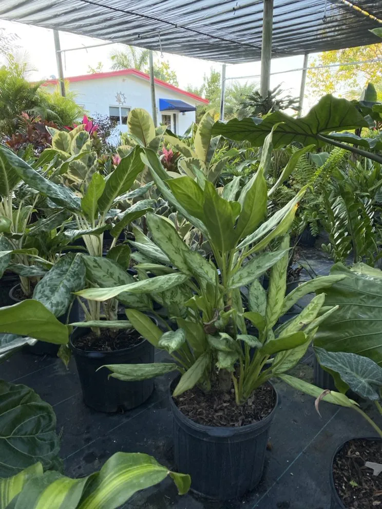 Expert outdoor landscaping in Miami, FL by Benmarqz Nursery and Landscaping