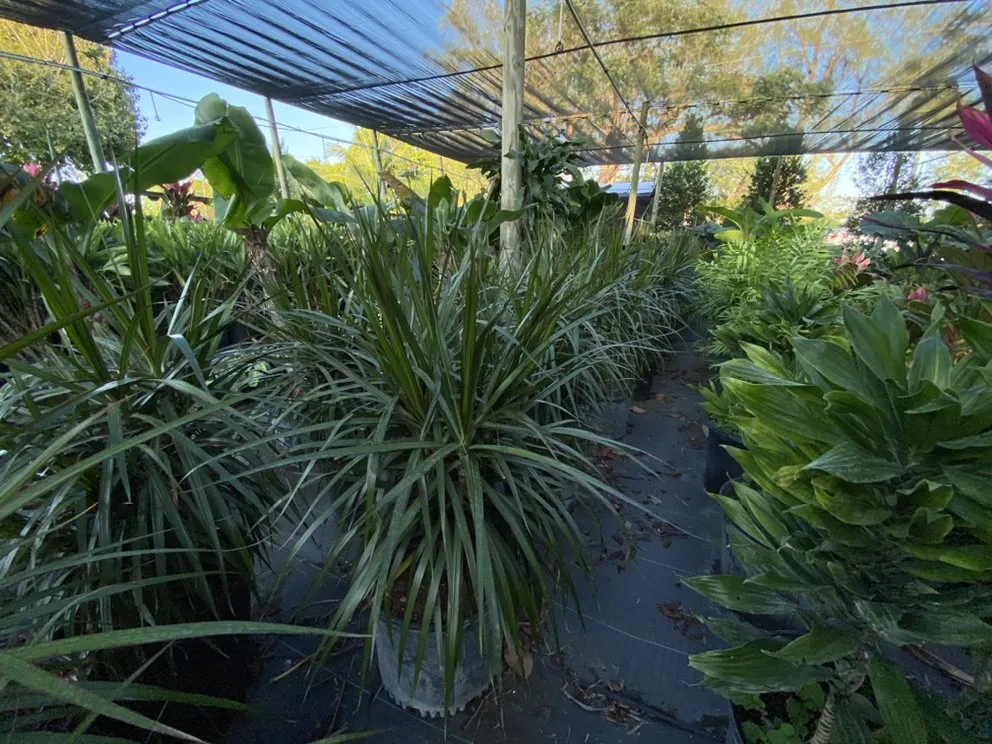 Professional landscaping services for outdoor upgrades in Miami, FL by Benmarqz Nursery and Landscaping