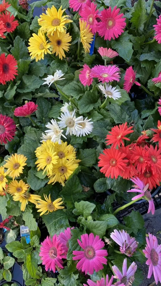 Trusted lawn care service for year-round maintenance in Miami, FL by Benmarqz Nursery and Landscaping