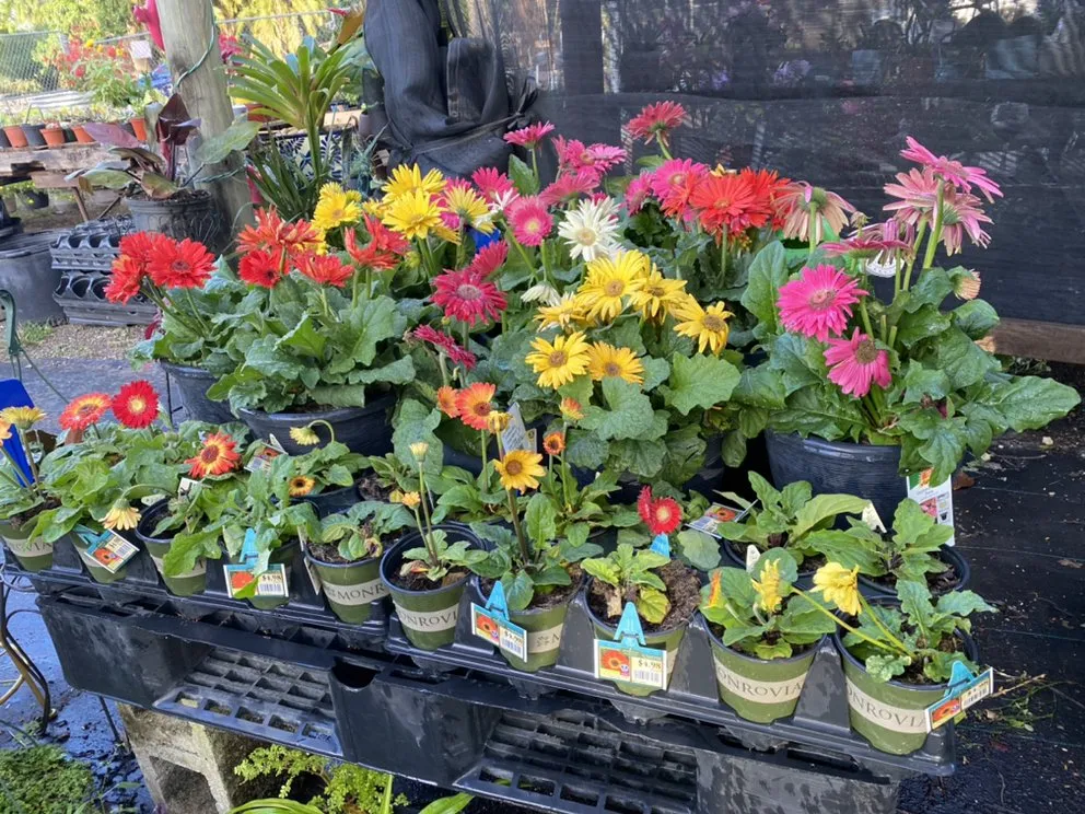 Expert landscape installation in Miami, FL - Benmarqz Nursery and Landscaping