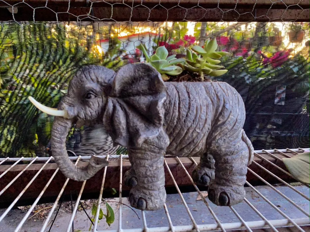 Local garden landscaping for beautiful yards in Miami, FL by Benmarqz Nursery and Landscaping