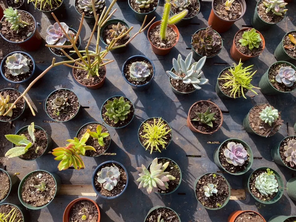 Custom yard cleanup service for year-round maintenance across Miami, FL - Benmarqz Nursery and Landscaping