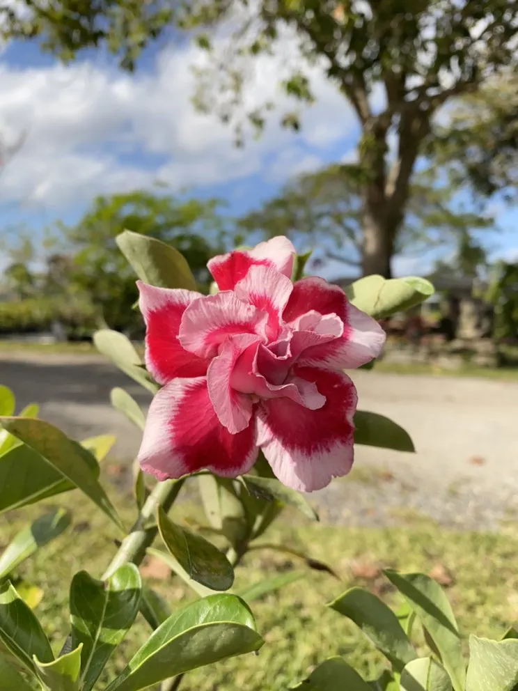 Trusted lawn mowing service in Miami, FL by Benmarqz Nursery and Landscaping