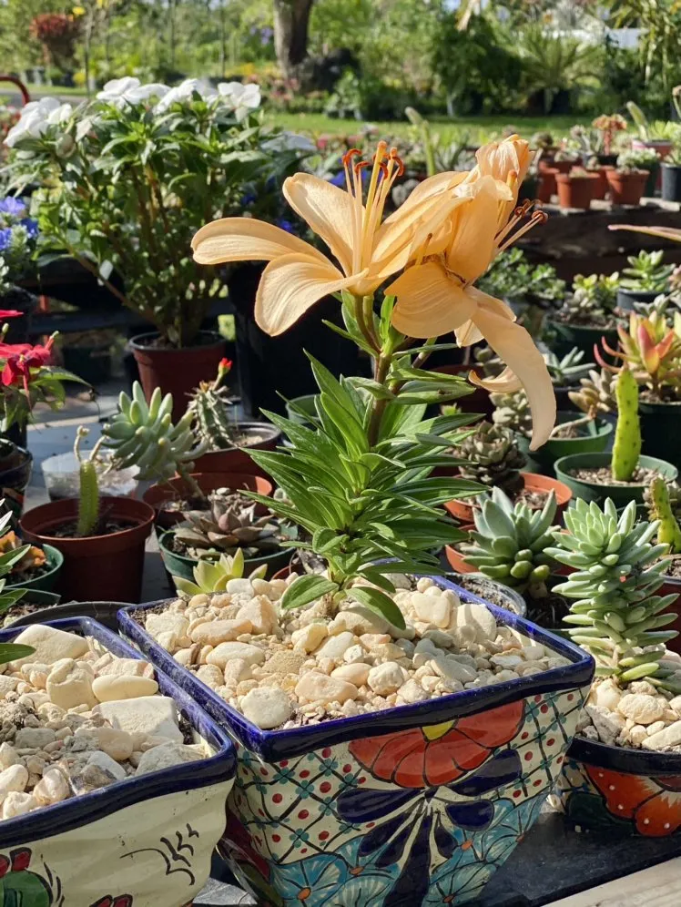 Trusted lawn care service in Miami, FL - Benmarqz Nursery and Landscaping