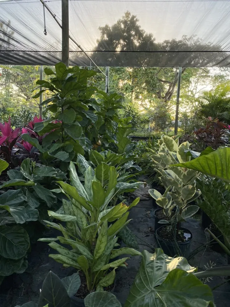 Affordable landscape design near you across Miami, FL - Benmarqz Nursery and Landscaping