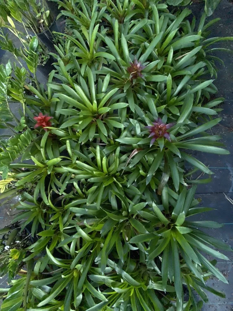 Affordable outdoor landscaping experts serving Miami, FL - Benmarqz Nursery and Landscaping