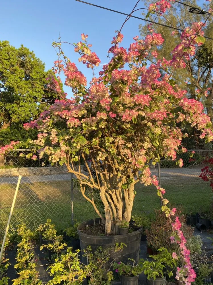 Professional landscape design with custom design in Miami, FL by Benmarqz Nursery and Landscaping