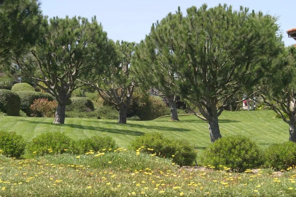 Professional landscape installation experts serving Harbor City, CA - Bennett Landscape
