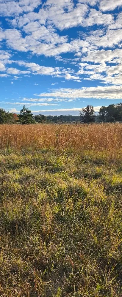 Expert landscaping services for year-round maintenance in Midway, GA by Bennett Landscape Solutions