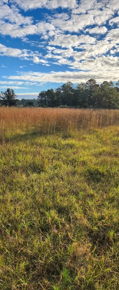 Custom landscaping services in Midway, GA - Bennett Landscape Solutions