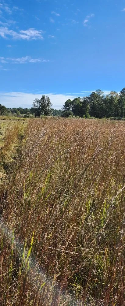 Local lawn care service experts serving Midway, GA - Bennett Landscape Solutions