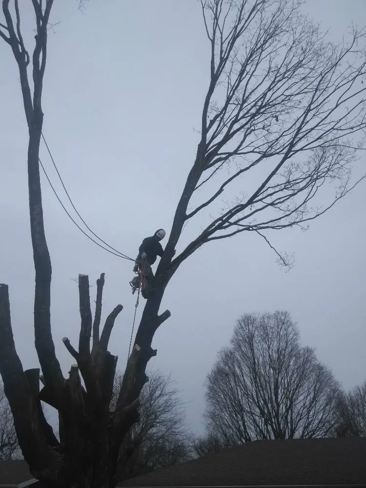 Expert yard maintenance in Springfield, MO - Bennett Tree Care & Landscape