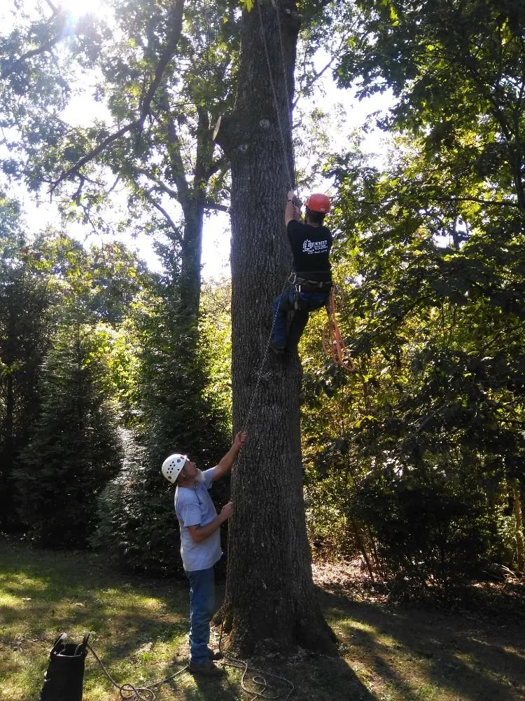 Local residential landscaping for outdoor upgrades across Springfield, MO - Bennett Tree Care & Landscape