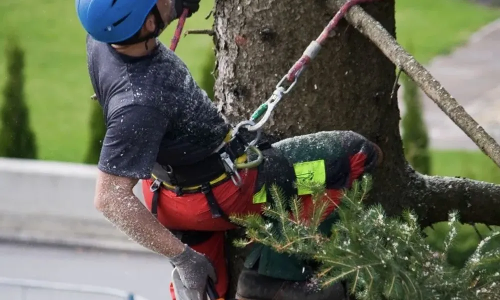 Top-rated lawn mowing service in Callahan, FL by Bennett's