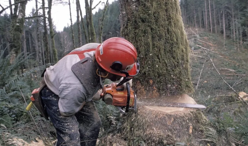 Affordable garden landscaping in Callahan, FL by Bennett's