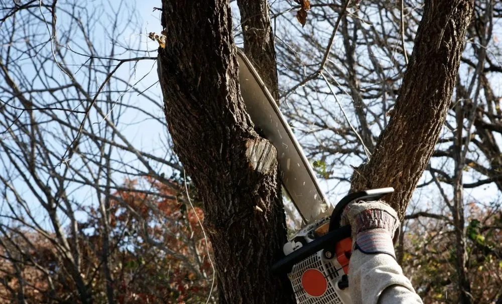 Affordable yard cleanup service in Callahan, FL by Bennett's