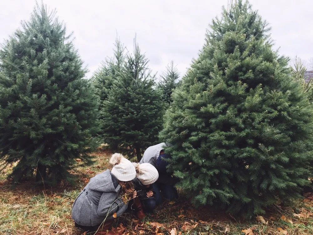 Reliable residential landscaping in Tunkhannock, PA by Bennies Nursery
