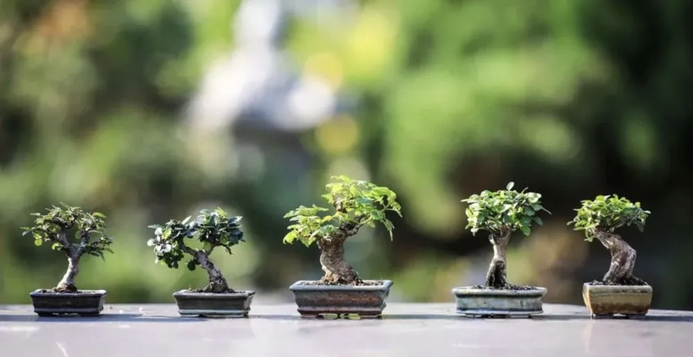 Reliable landscaping services in Orlando, FL - Bennys Bonsai And Beehives