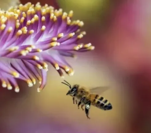 Affordable outdoor landscaping in Orlando, FL by Bennys Bonsai And Beehives