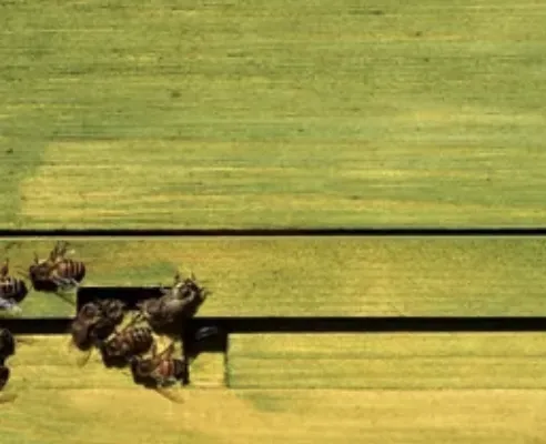 Local yard cleanup service experts serving Orlando, FL - Bennys Bonsai And Beehives