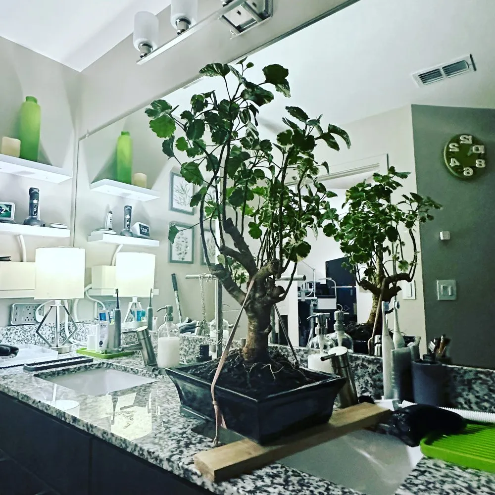 Trusted outdoor landscaping in Orlando, FL by Bennys Bonsai And Beehives