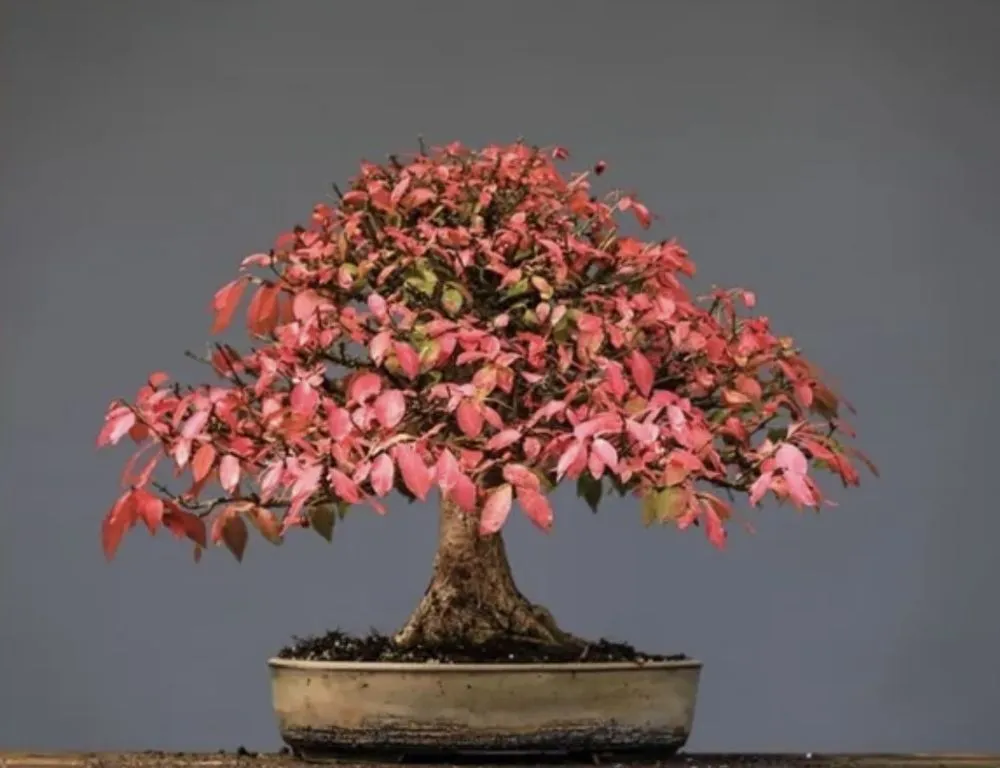 Top-rated yard cleanup service experts serving Orlando, FL - Bennys Bonsai And Beehives