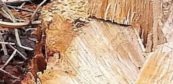 Affordable outdoor landscaping in Orlando, FL - Bennys Bonsai And Beehives