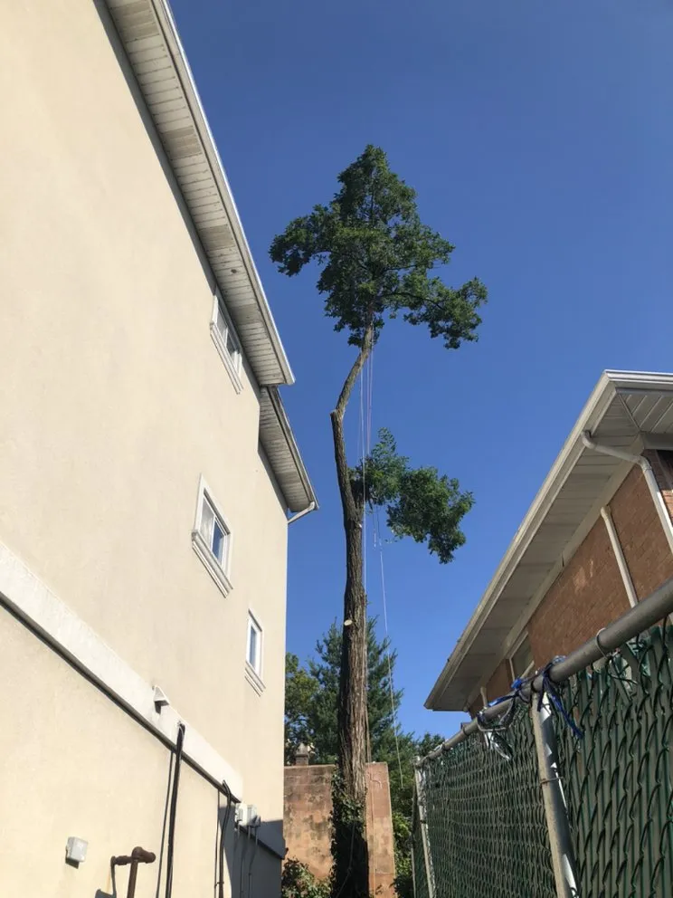 Trusted yard maintenance experts serving Brooklyn, NY - Benny’s Landscaping & Tree Service