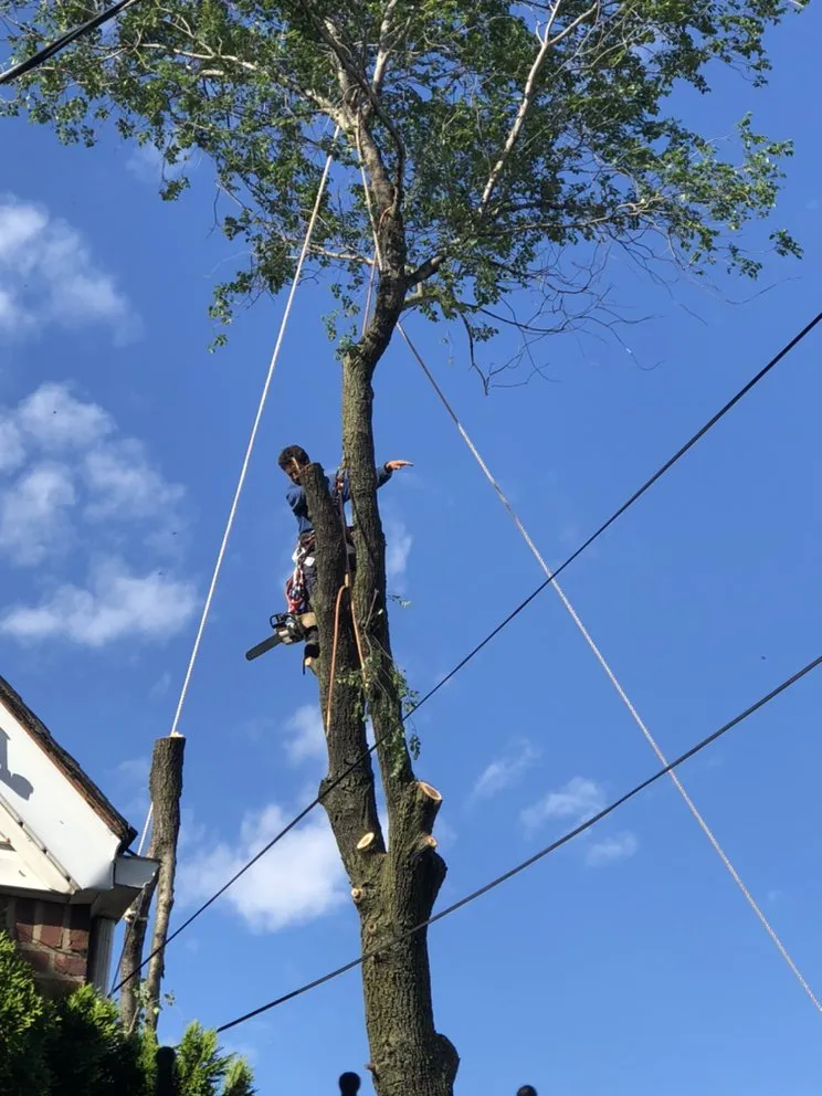 Affordable landscape design in Brooklyn, NY - Benny’s Landscaping & Tree Service