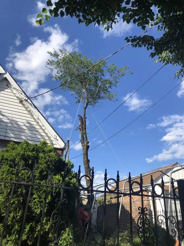 Trusted outdoor landscaping in Brooklyn, NY - Benny’s Landscaping & Tree Service