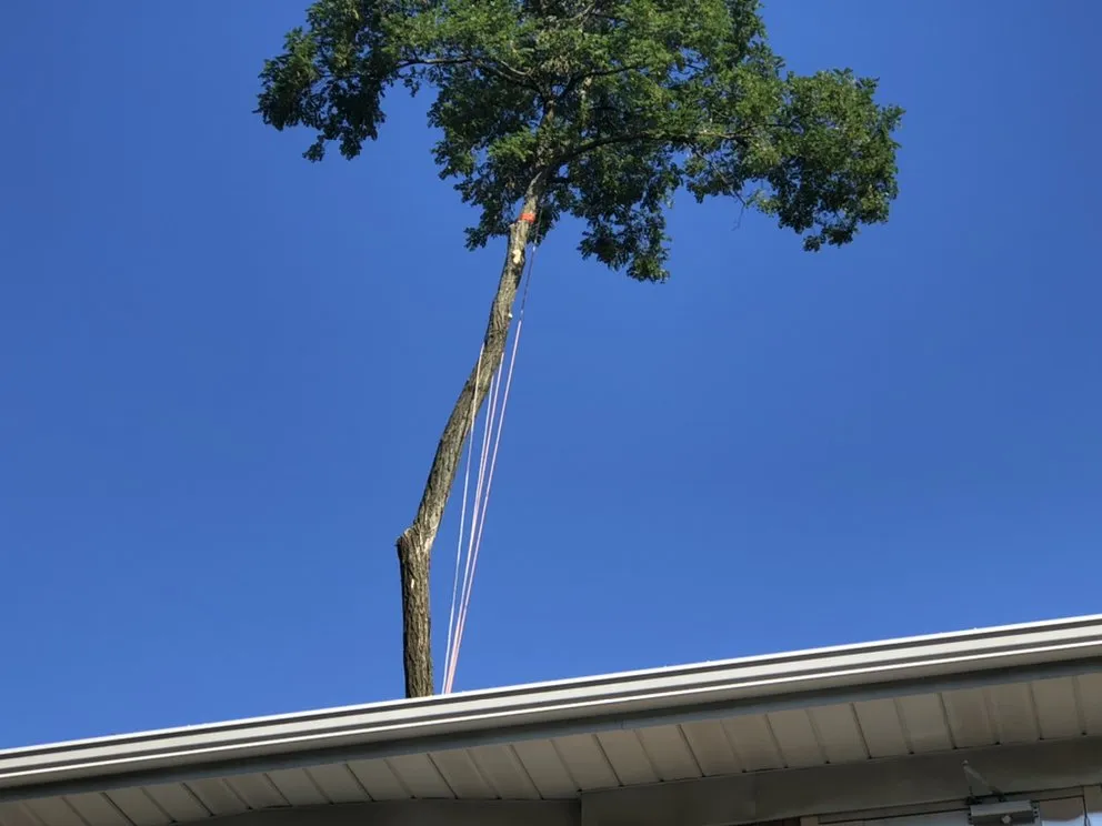 Top-rated landscaping services for homes across Brooklyn, NY - Benny’s Landscaping & Tree Service