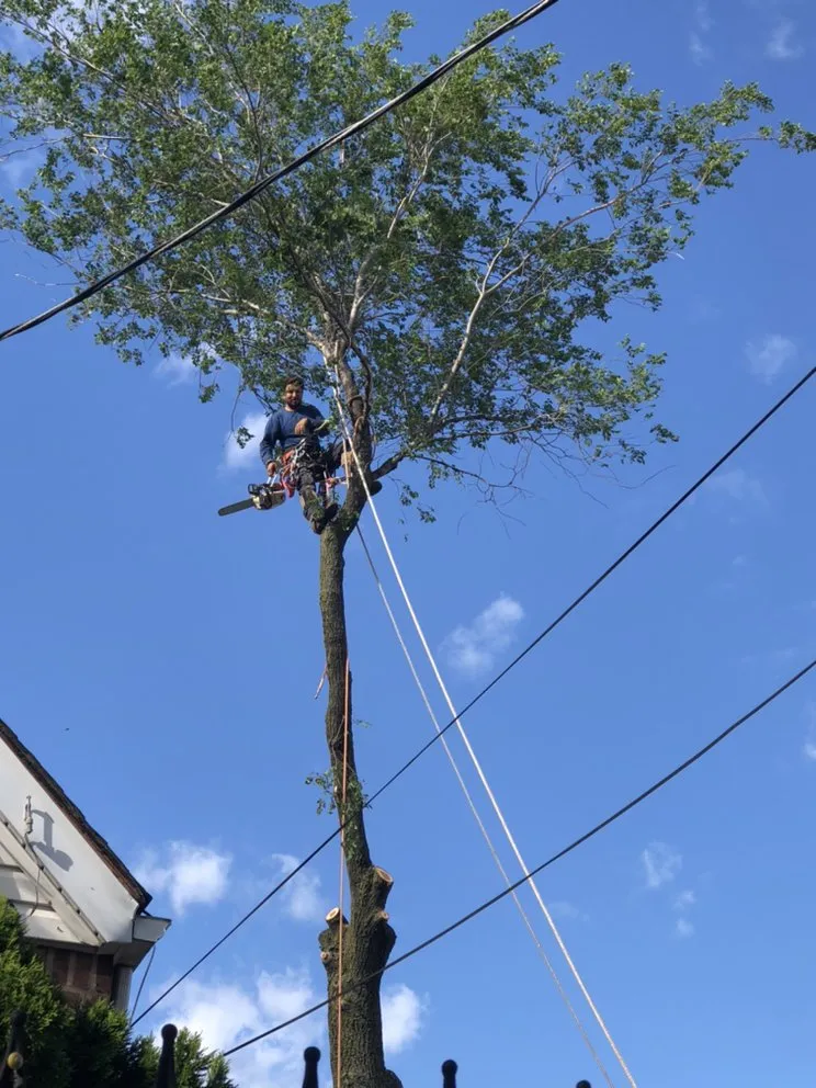 Affordable landscape installation in Brooklyn, NY - Benny’s Landscaping & Tree Service