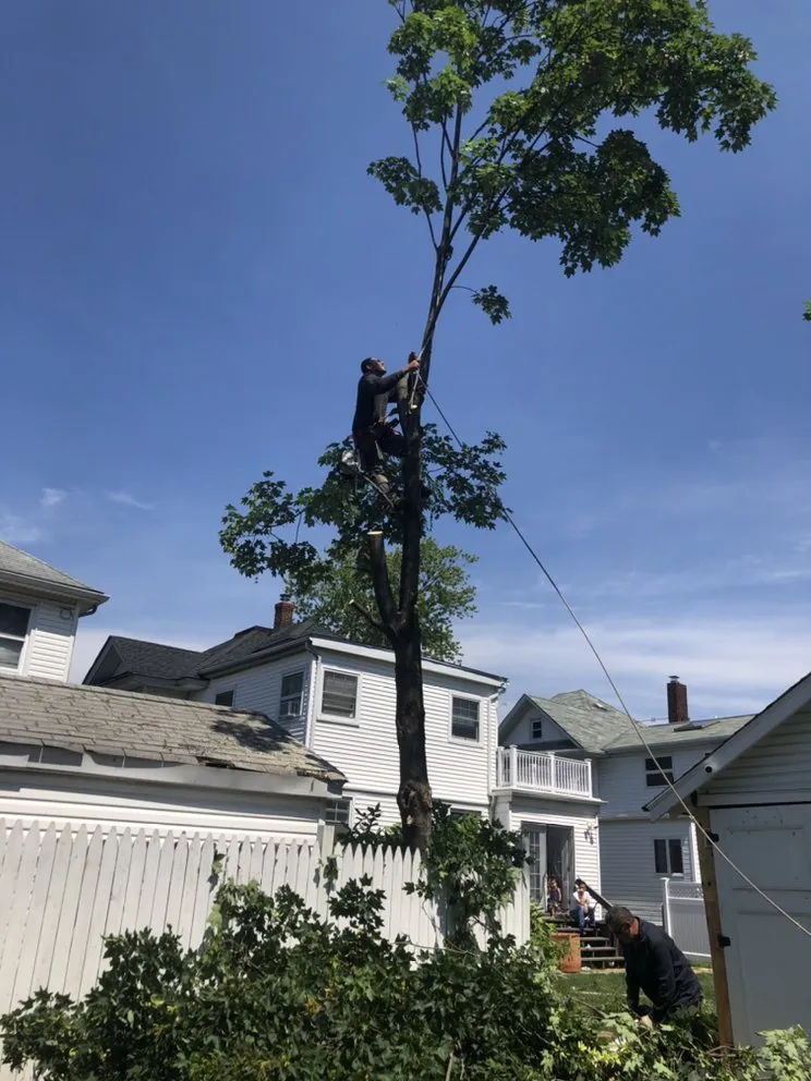 Top-rated yard maintenance in Brooklyn, NY by Benny’s Landscaping & Tree Service