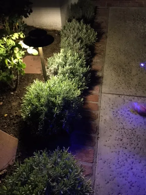 Local landscape installation in Santa Ana, CA by BENPRO