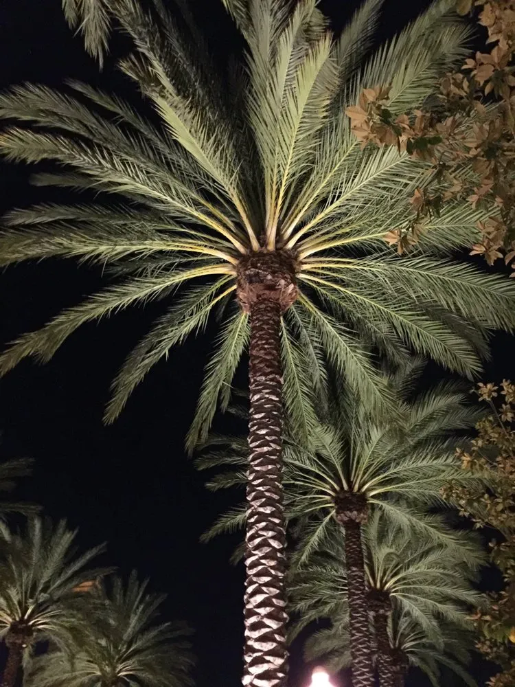 Trusted lawn care service with custom design in Santa Ana, CA by BENPRO