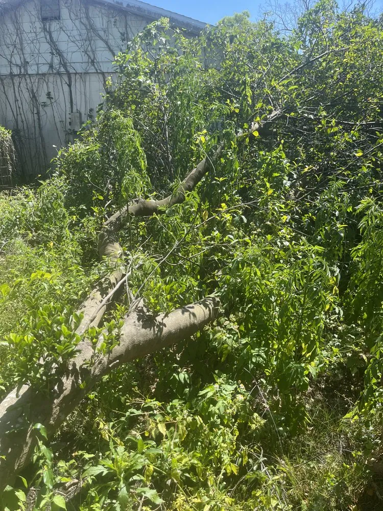 Top-rated outdoor landscaping in Sanford, FL by Bens 1 In A Million Handyman