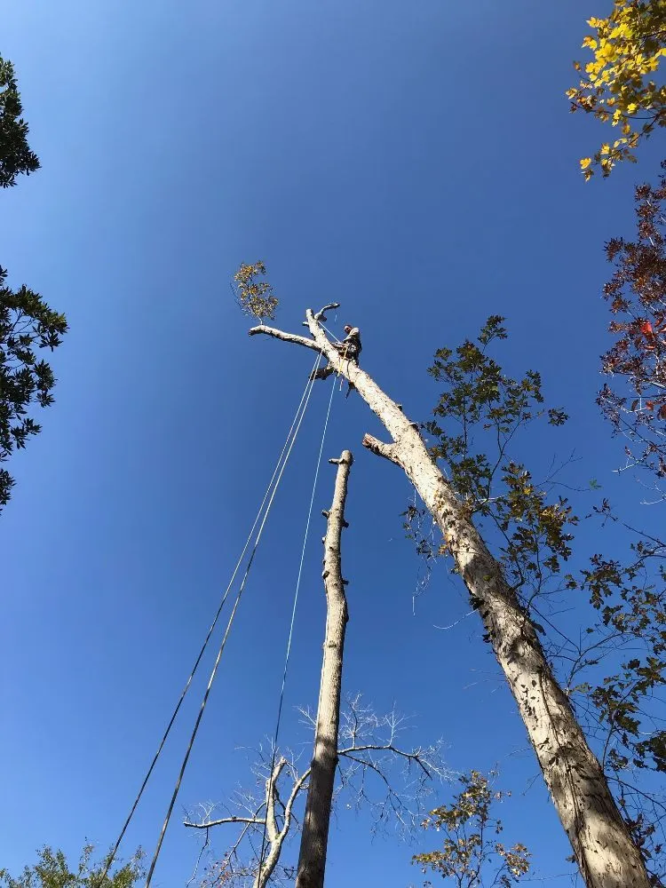 Trusted landscaping services in New Bern, NC by Ben's Excavating & Land Development