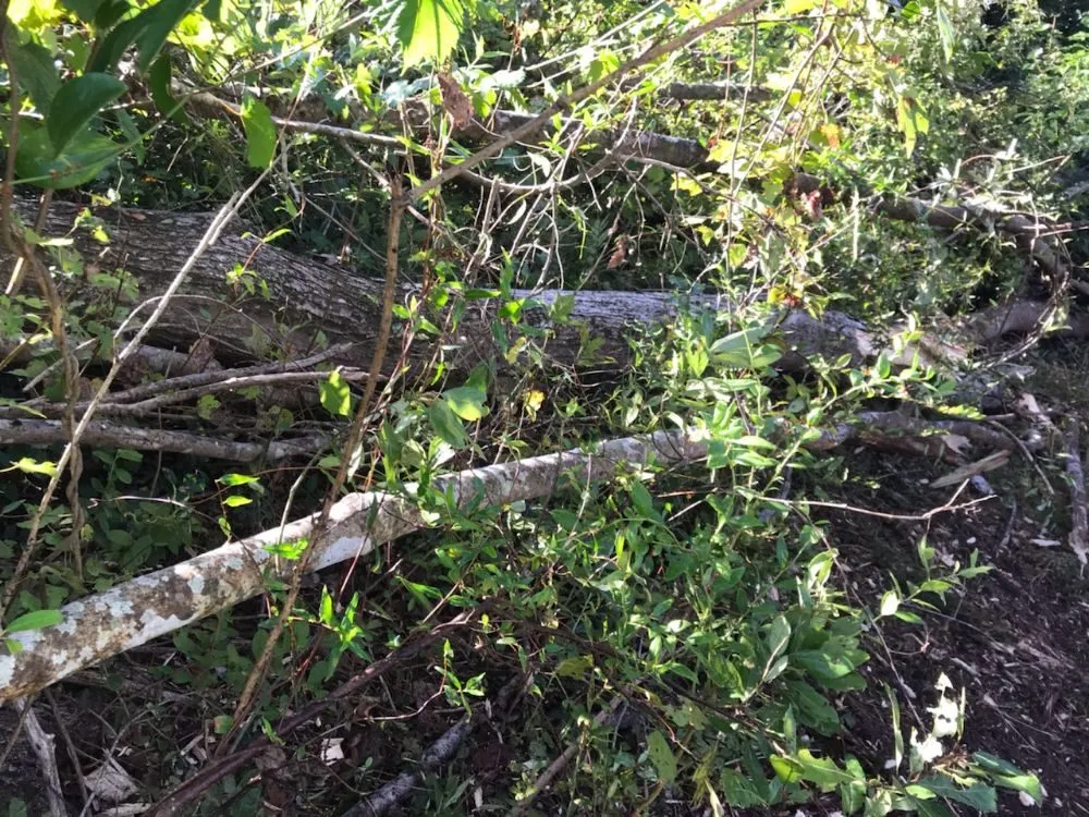 Reliable landscape installation in New Bern, NC - Ben's Excavating & Land Development