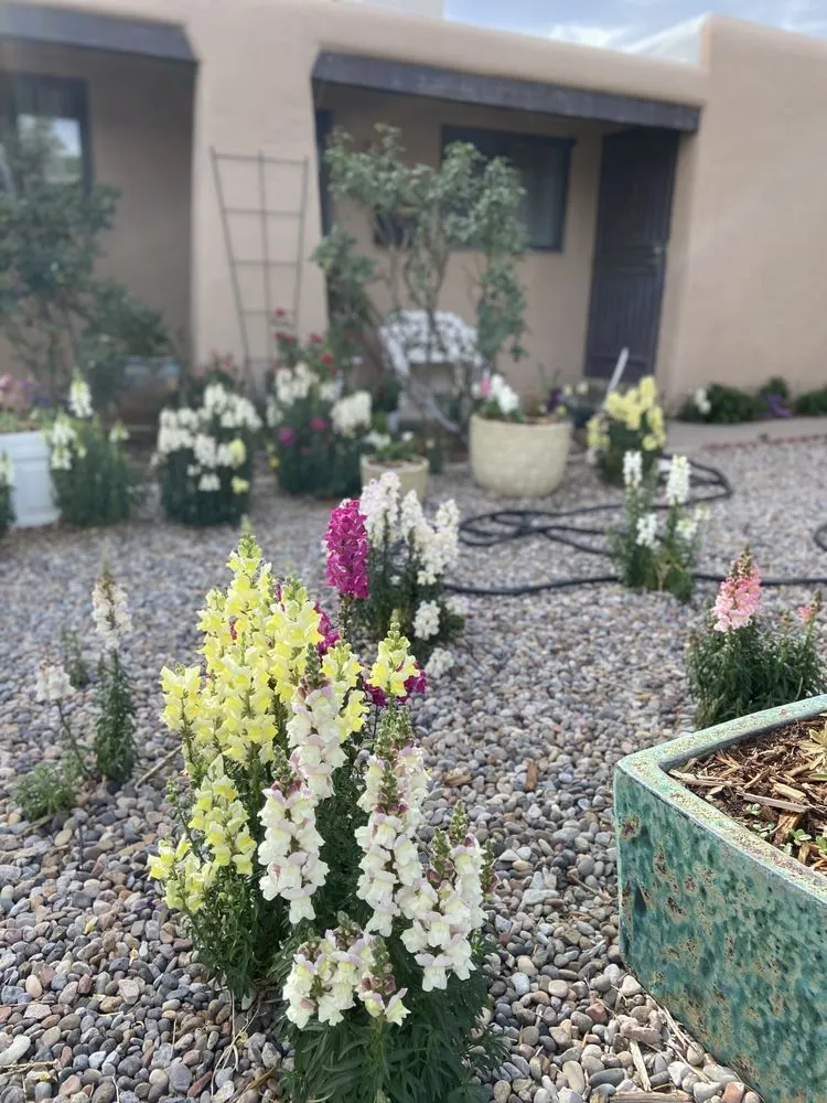 Local lawn care service with custom design in Albuquerque, NM by Bens Green Thumb