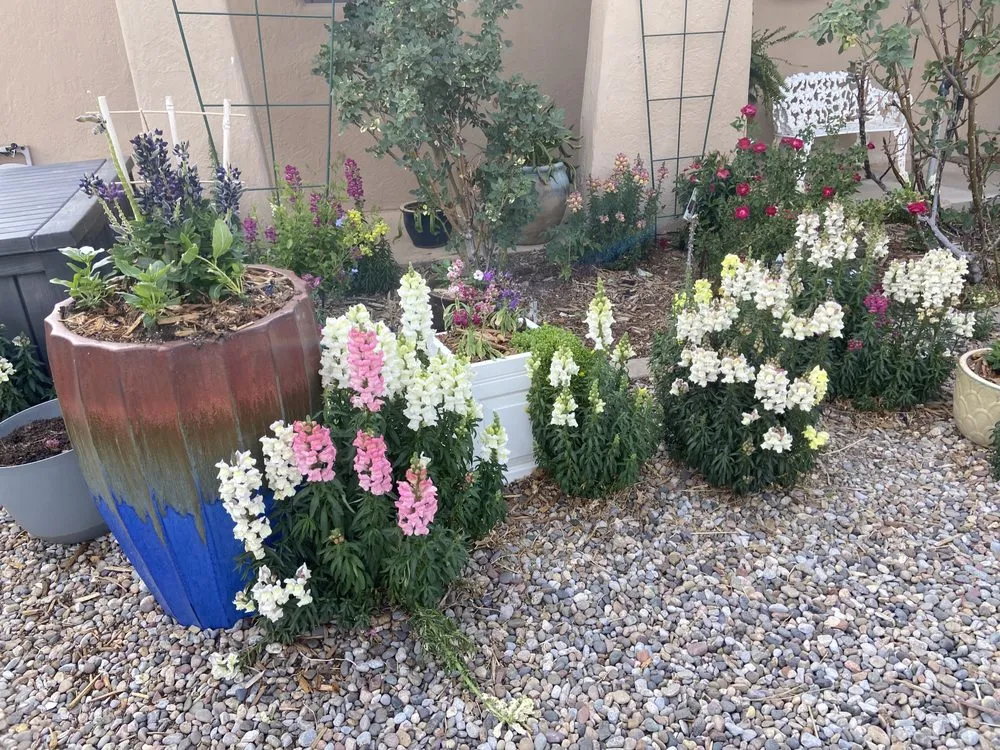 Custom residential landscaping experts serving Albuquerque, NM - Bens Green Thumb