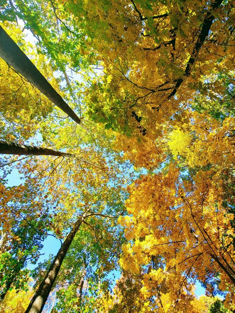 Professional outdoor landscaping for homes across Weyers Cave, VA - Ben's Lawn & Landscape